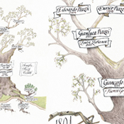 albero genealogico