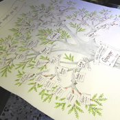 albero genealogico
